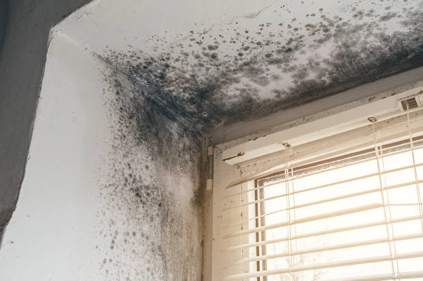 Affordable Mold Inspection And Testing solutions in Burnsville, NC