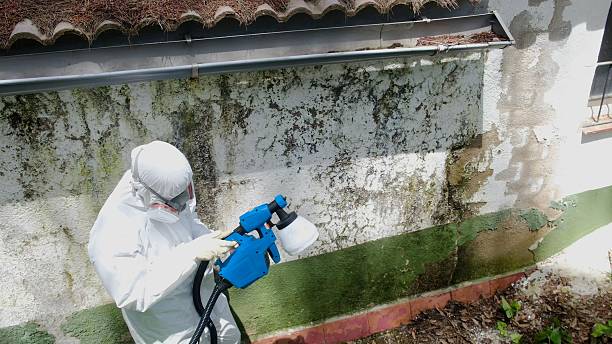 Top rated local Mold Inspection And Testing specialists in Burnsville, NC